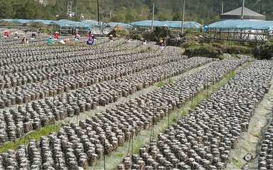 風(fēng)景秀麗、民風(fēng)淳樸！荔波這個(gè)村，定藏著你向往的鄉(xiāng)愁與鮮果之樂